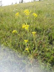 Bupleurum multinerve