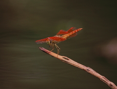 Brachythemis contaminata