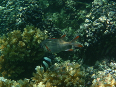 Myripristis violacea