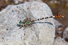 Erpetogomphus lampropeltis