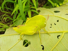Teratodes monticollis