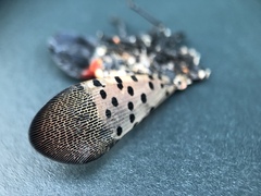Lycorma delicatula