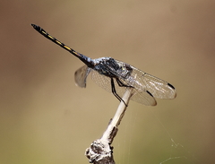 Potamarcha congener