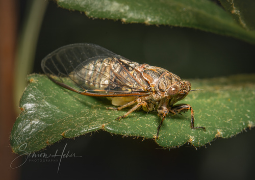 Physeema quadricincta (Walker, 1850)