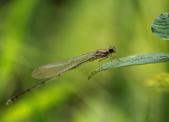 Pseudagrion pilidorsum declaratum