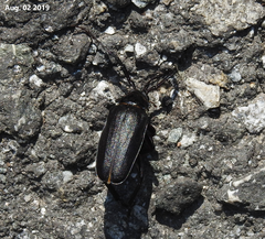 Prionus insularis