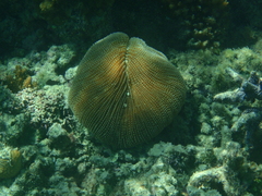 Ctenactis
