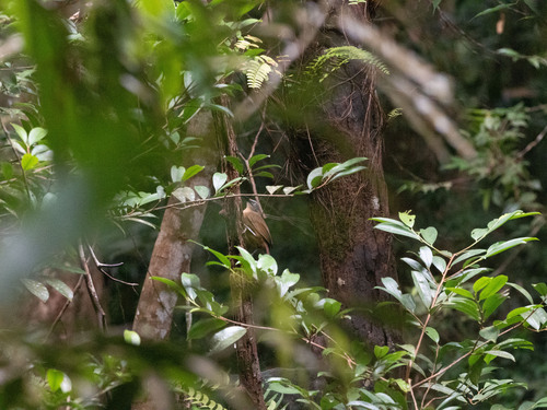 Ashy-headed Laughingthrush (Argya cinereifrons), photo 3