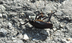 Prionus insularis