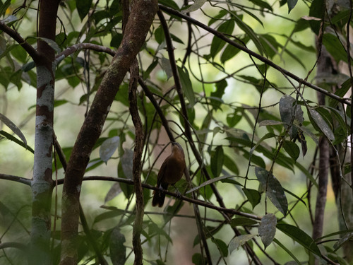 Ashy-headed Laughingthrush (Argya cinereifrons), photo 4