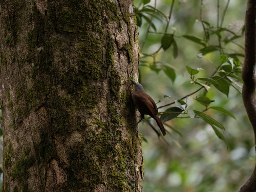 Ashy-headed Laughingthrush (Argya cinereifrons), photo 9