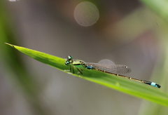 Ischnura senegalensis