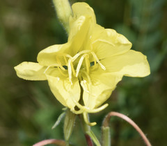 Oenothera elata hirsutissima