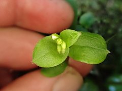 Myosotis pottsiana, photograph (c) Benjamin Lavin, some rights reserved (CC BY)