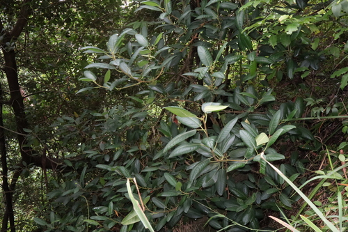 Ficus rubiginosa