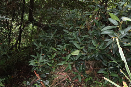 Ficus rubiginosa