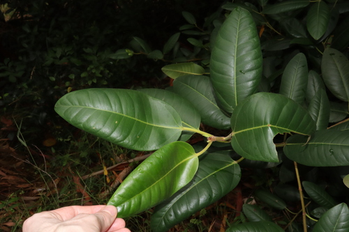 Ficus rubiginosa