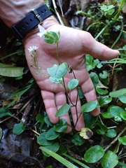 Myosotis pottsiana, photograph (c) Benjamin Lavin, some rights reserved (CC BY)