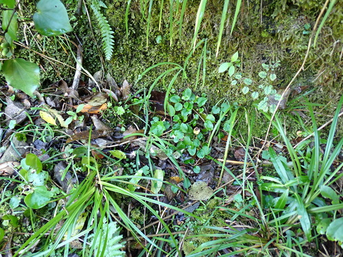 Myosotis pottsiana