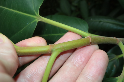 Ficus rubiginosa