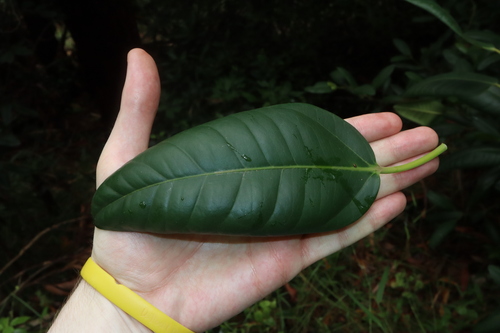 Image of Ficus rubiginosa by (c) Thomas Mesaglio, some rights reserved (CC BY)