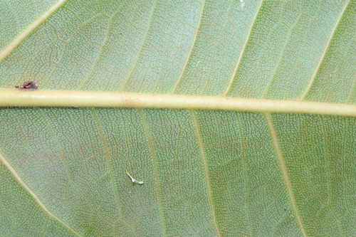 Image of Ficus rubiginosa by (c) Thomas Mesaglio, some rights reserved (CC BY)