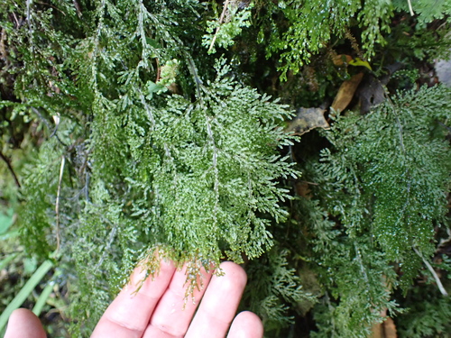 Image of Hymenophyllum flexuosum by (c) Benjamin Lavin, some rights reserved (CC BY)
