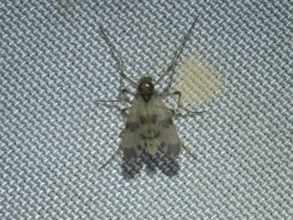 Macropelopia quinquepunctata