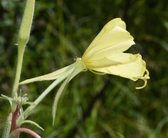 Oenothera elata hirsutissima