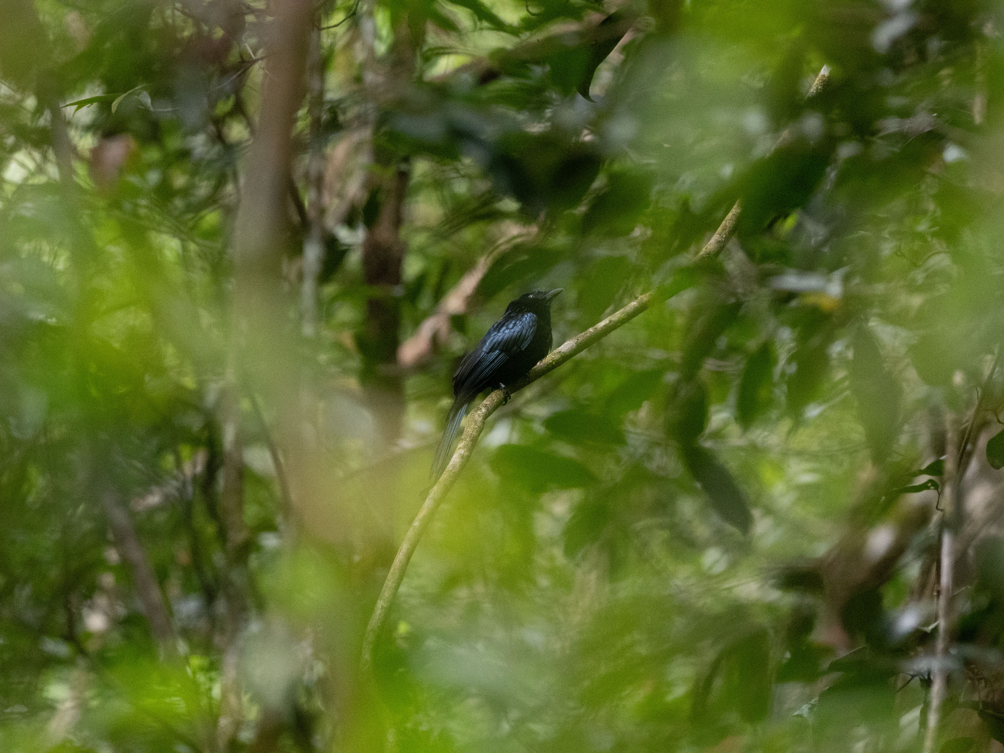 Sri Lanka Drongo (Dicrurus lophorinus), photo 3