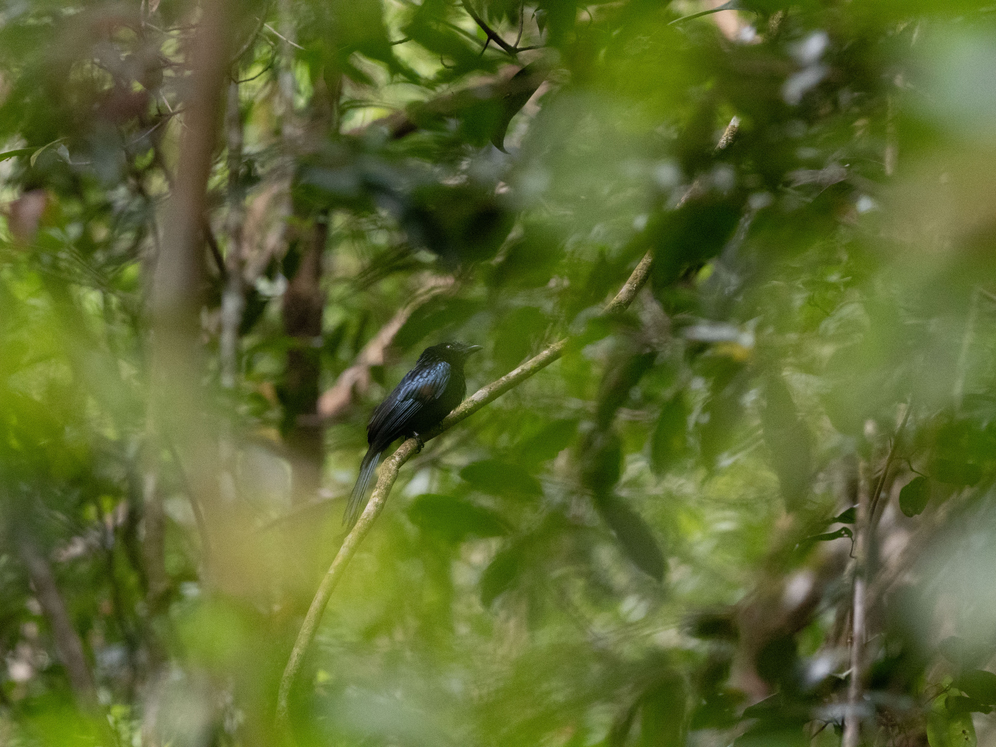 Sri Lanka Drongo (Dicrurus lophorinus), photo 4