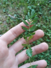 Sibbaldianthe orientalis