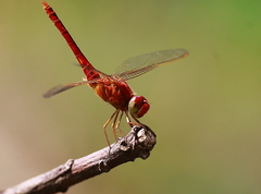 Crocothemis servilia