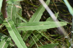 Oenothera elata hirsutissima