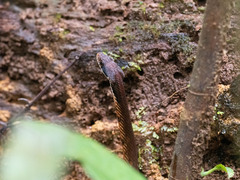 Blossom Krait