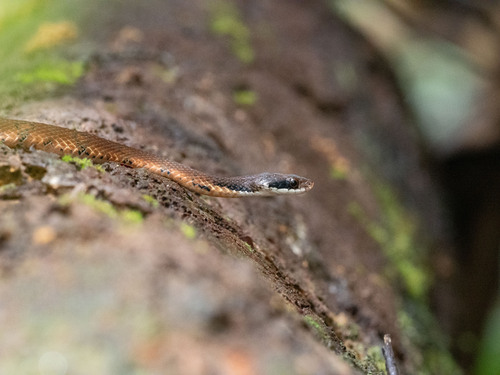 Blossom Krait