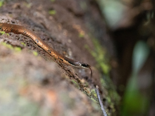 Blossom Krait
