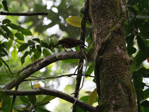 Ashy-headed Laughingthrush (Argya cinereifrons), photo 2