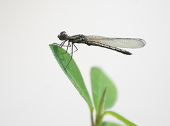 Libellago lineata