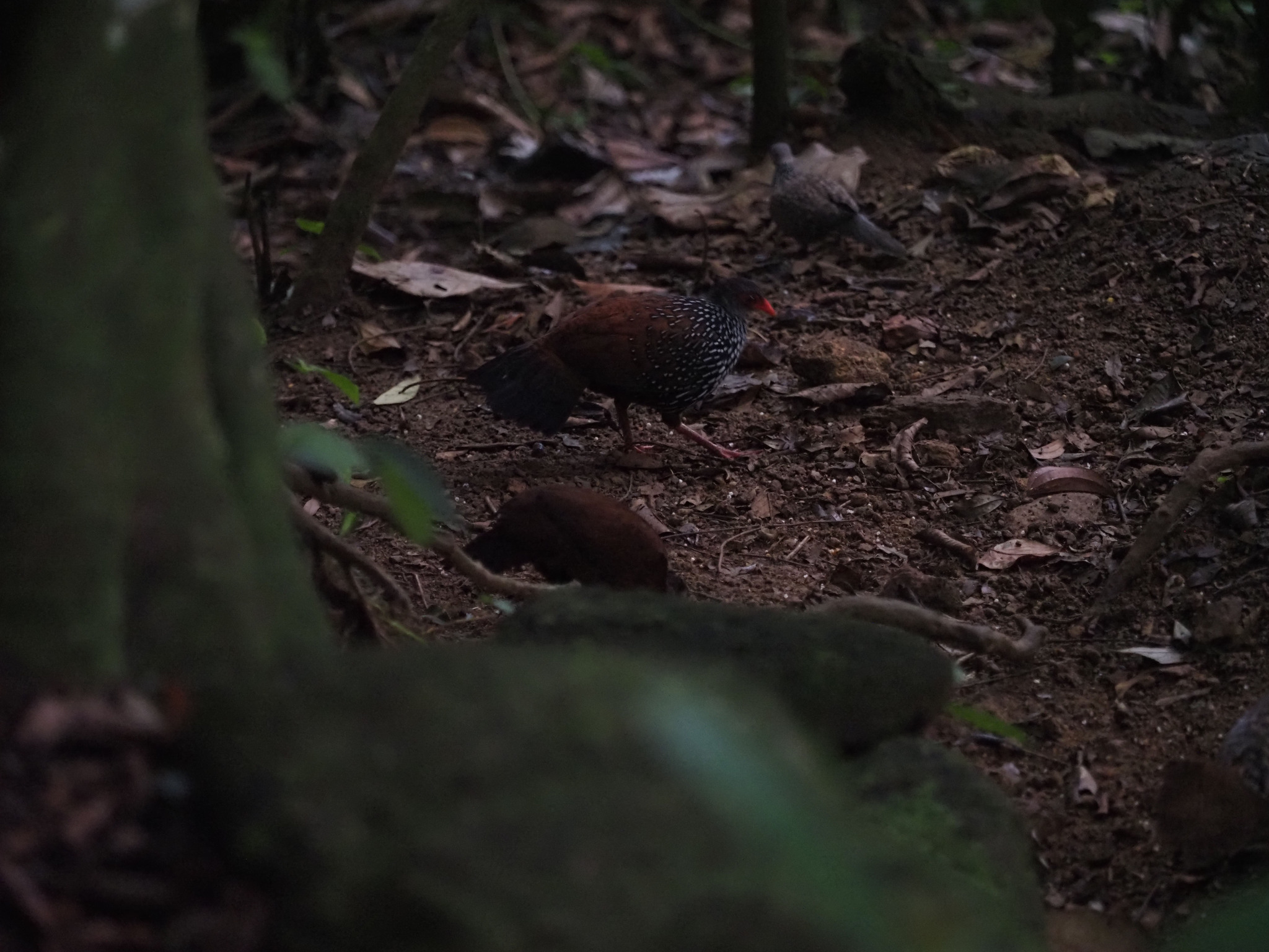 Sri Lanka Spurfowl (Galloperdix bicalcarata), photo 1