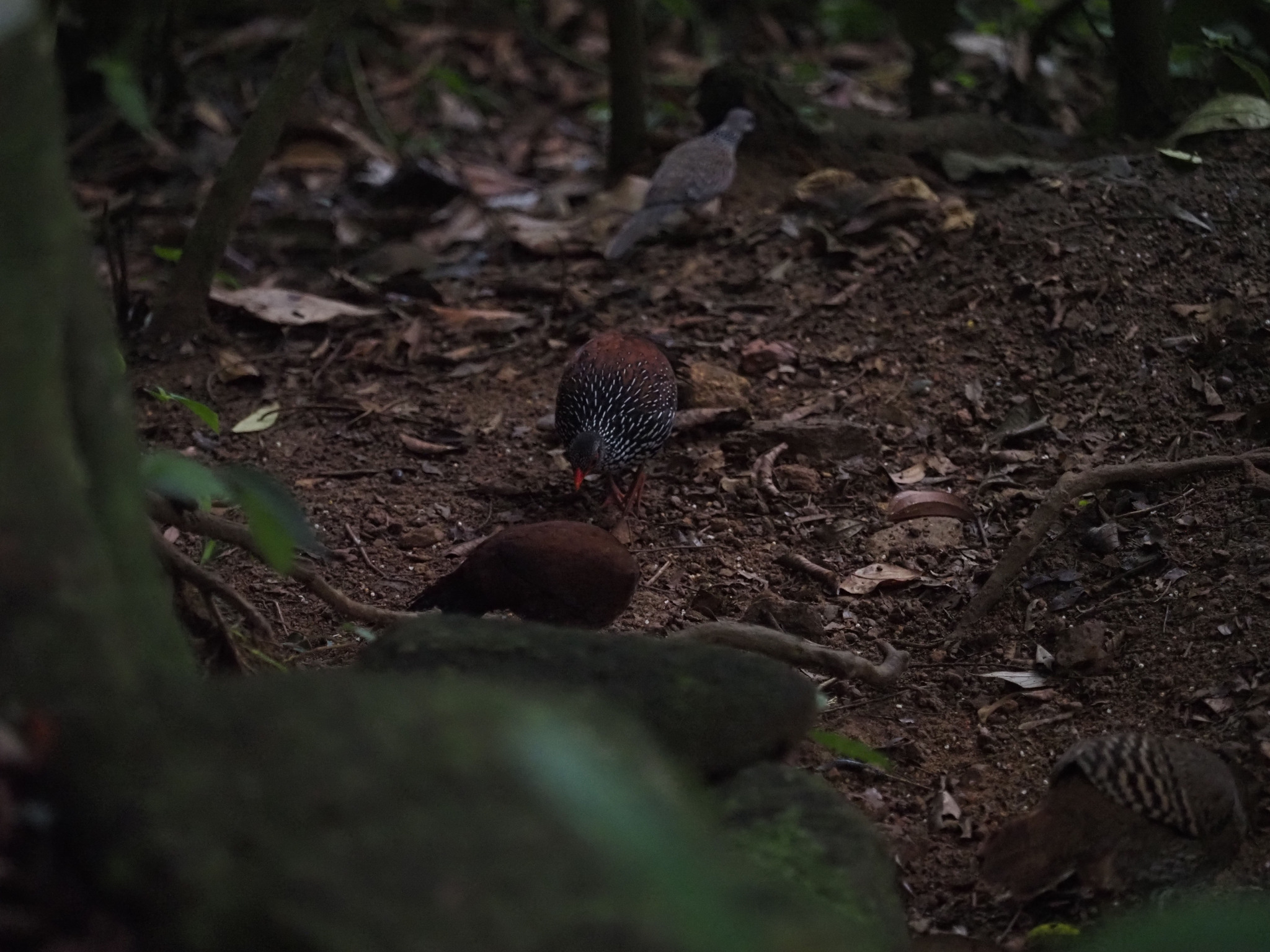 Sri Lanka Spurfowl (Galloperdix bicalcarata), photo 2