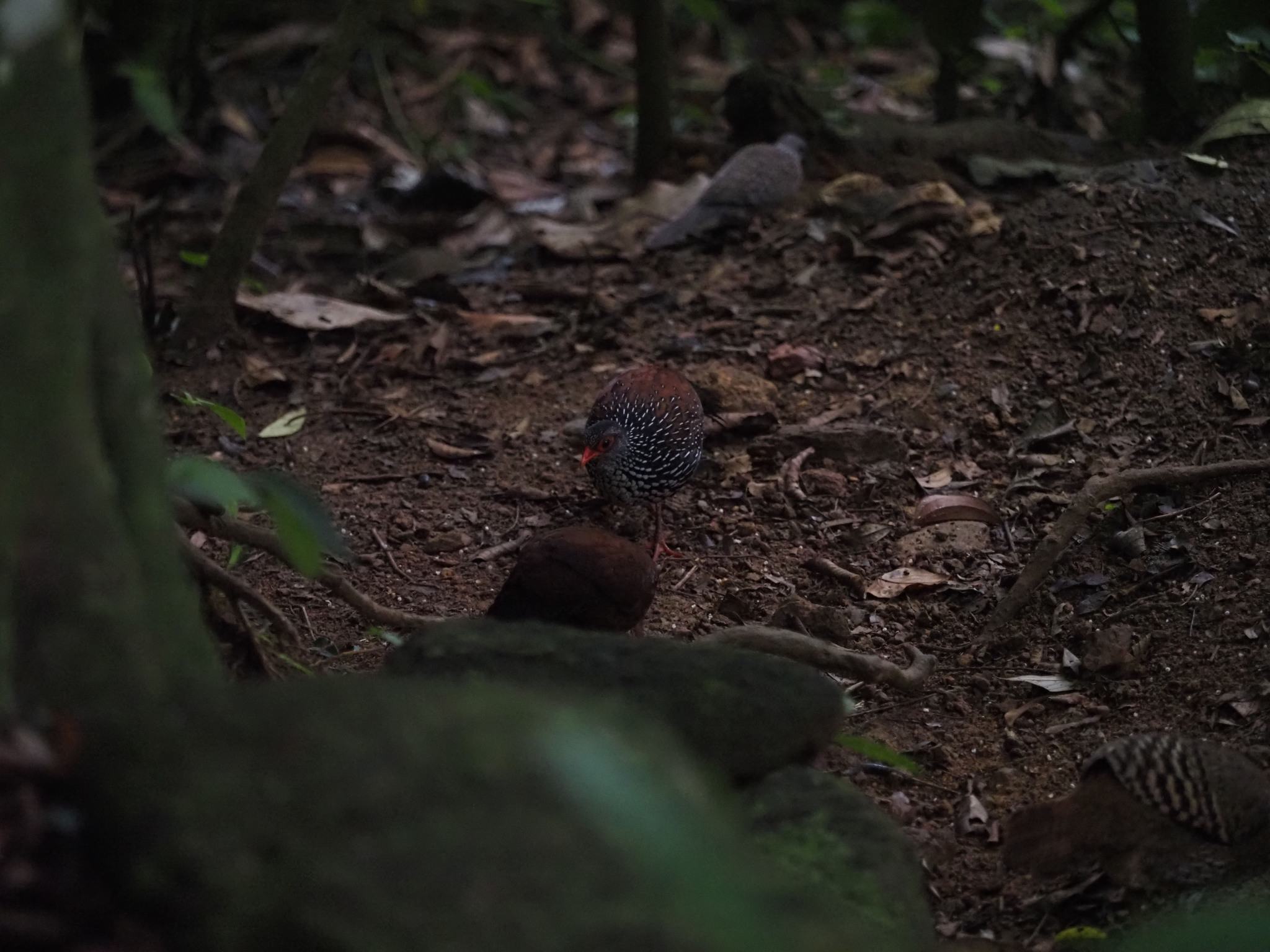 Sri Lanka Spurfowl (Galloperdix bicalcarata), photo 3