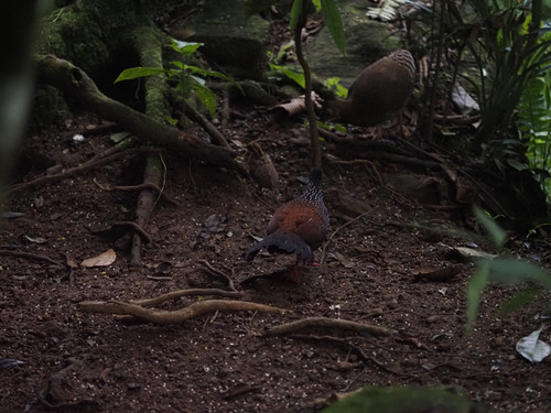 Sri Lanka Spurfowl (Galloperdix bicalcarata), photo 5