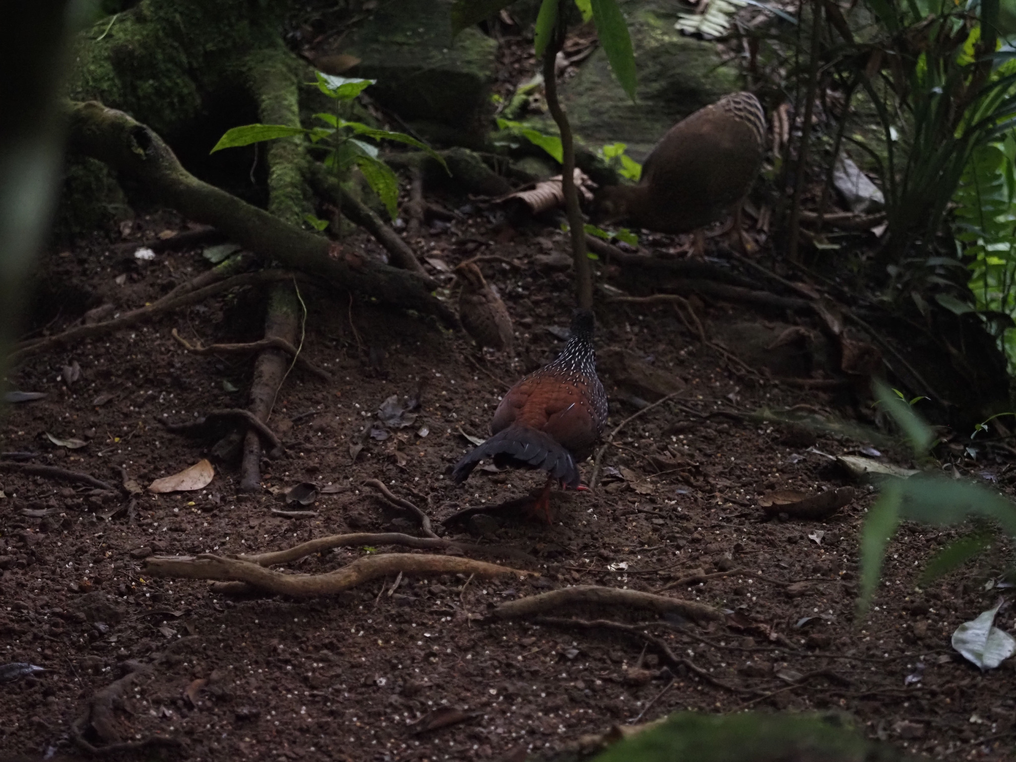 Sri Lanka Spurfowl (Galloperdix bicalcarata), photo 5