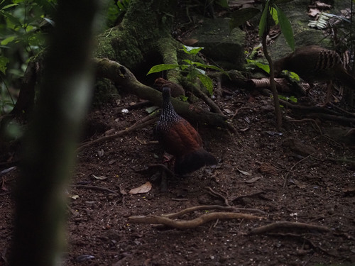 Sri Lanka Spurfowl (Galloperdix bicalcarata), photo 6