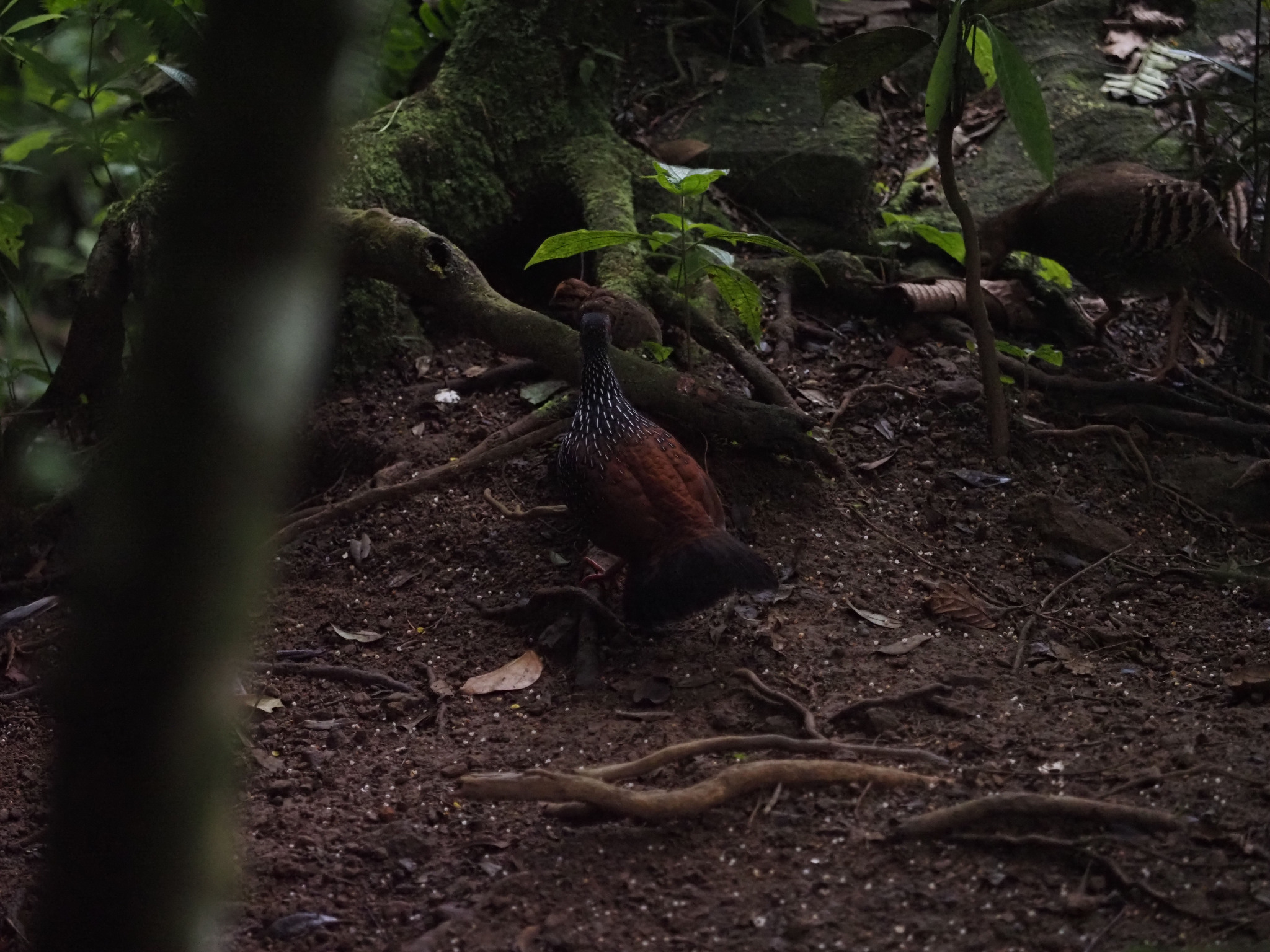 Sri Lanka Spurfowl (Galloperdix bicalcarata), photo 6