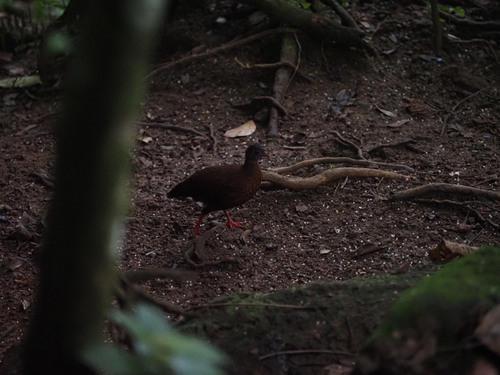 Sri Lanka Spurfowl (Galloperdix bicalcarata), photo 7