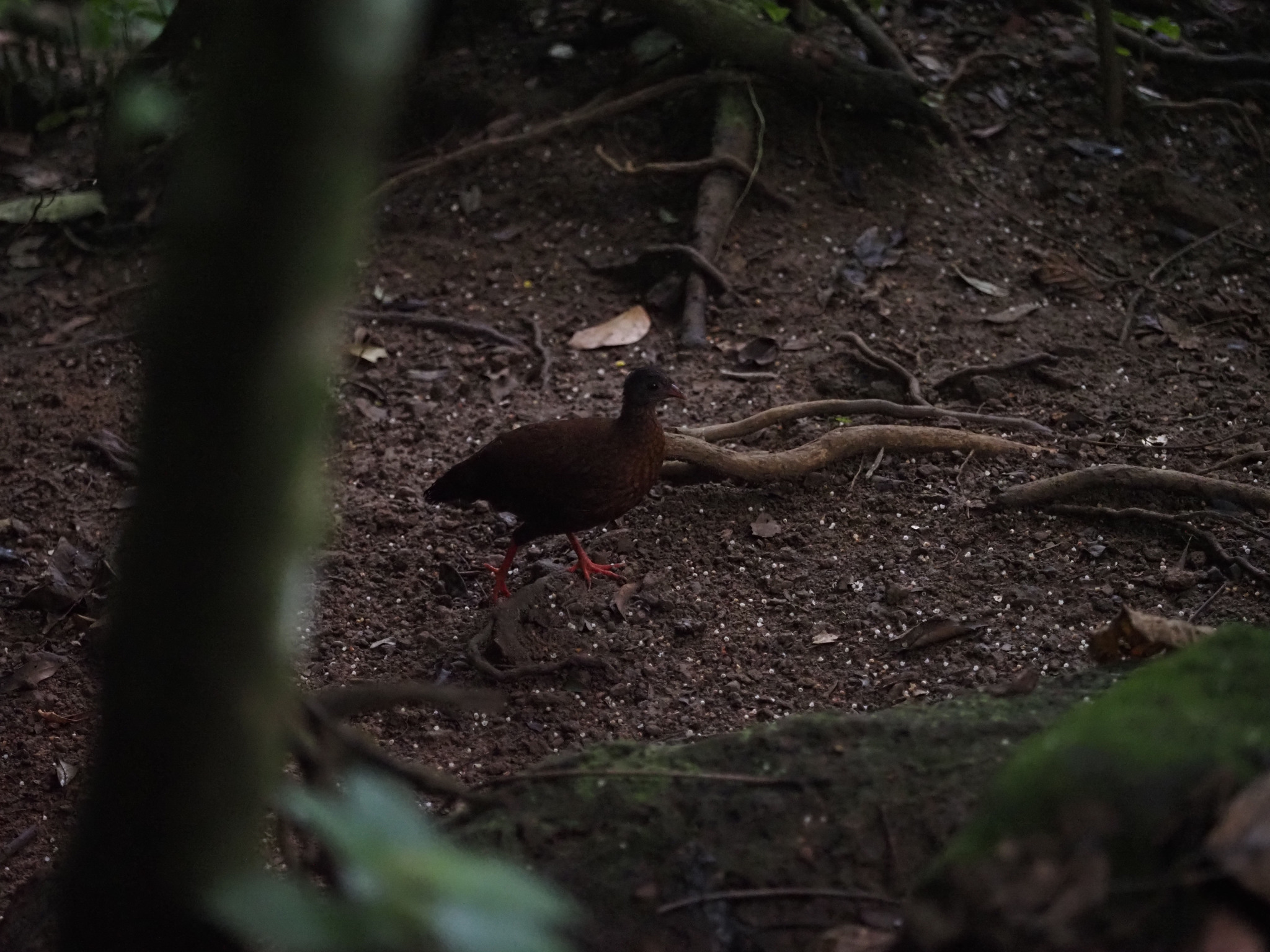 Sri Lanka Spurfowl (Galloperdix bicalcarata), photo 7