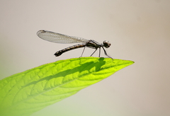 Libellago lineata