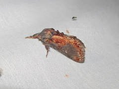 Notodonta scitipennis